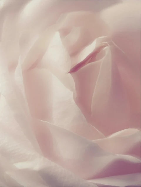 Petal milk cleansing foam